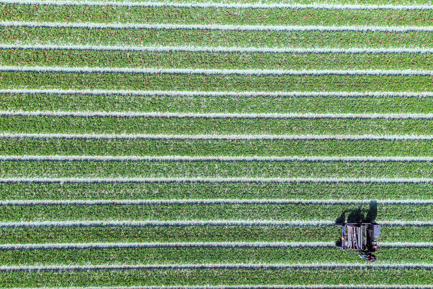 Working in the fields Fabio Accorrà