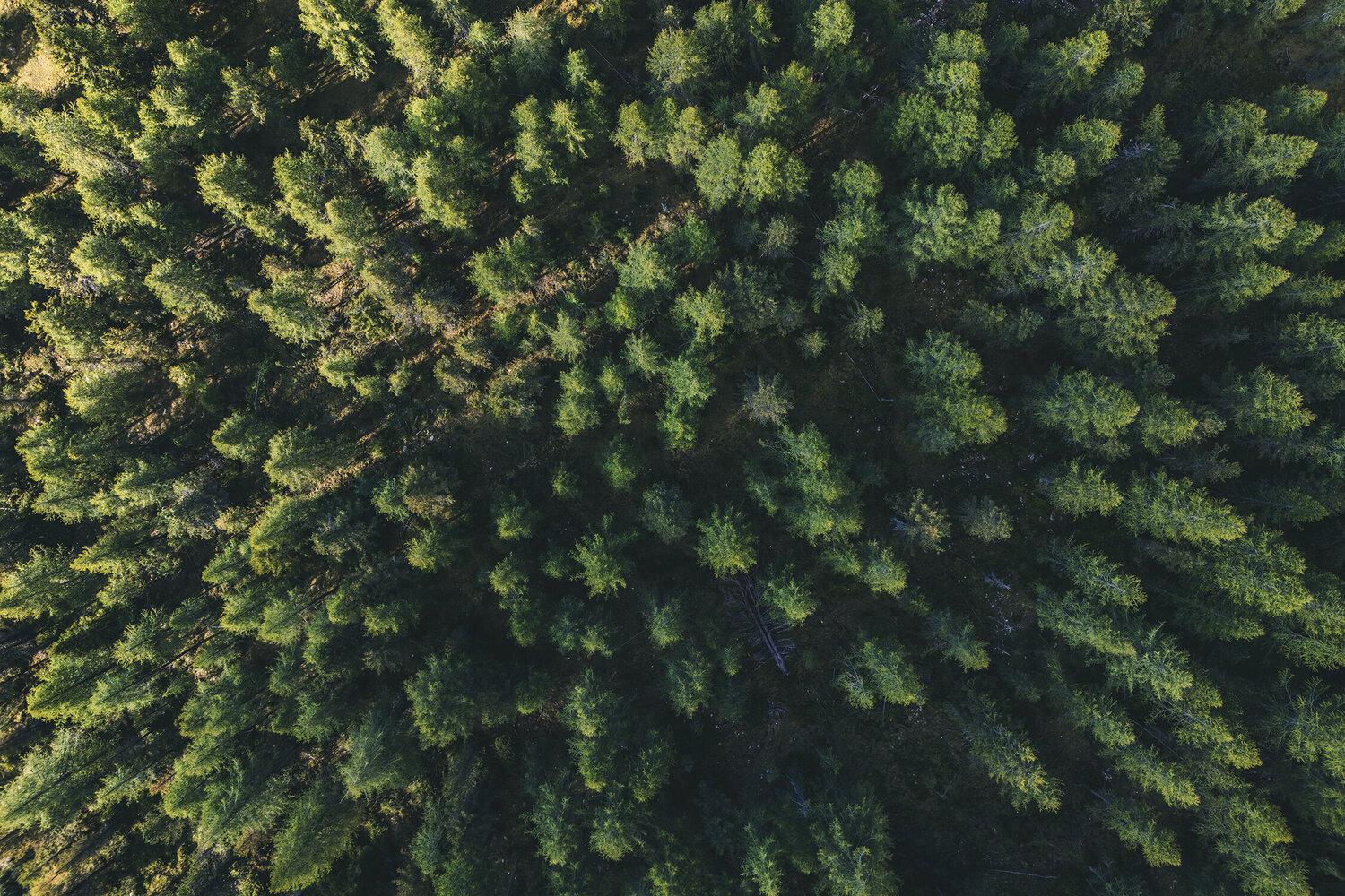 A sea of trees Fabio Accorrà