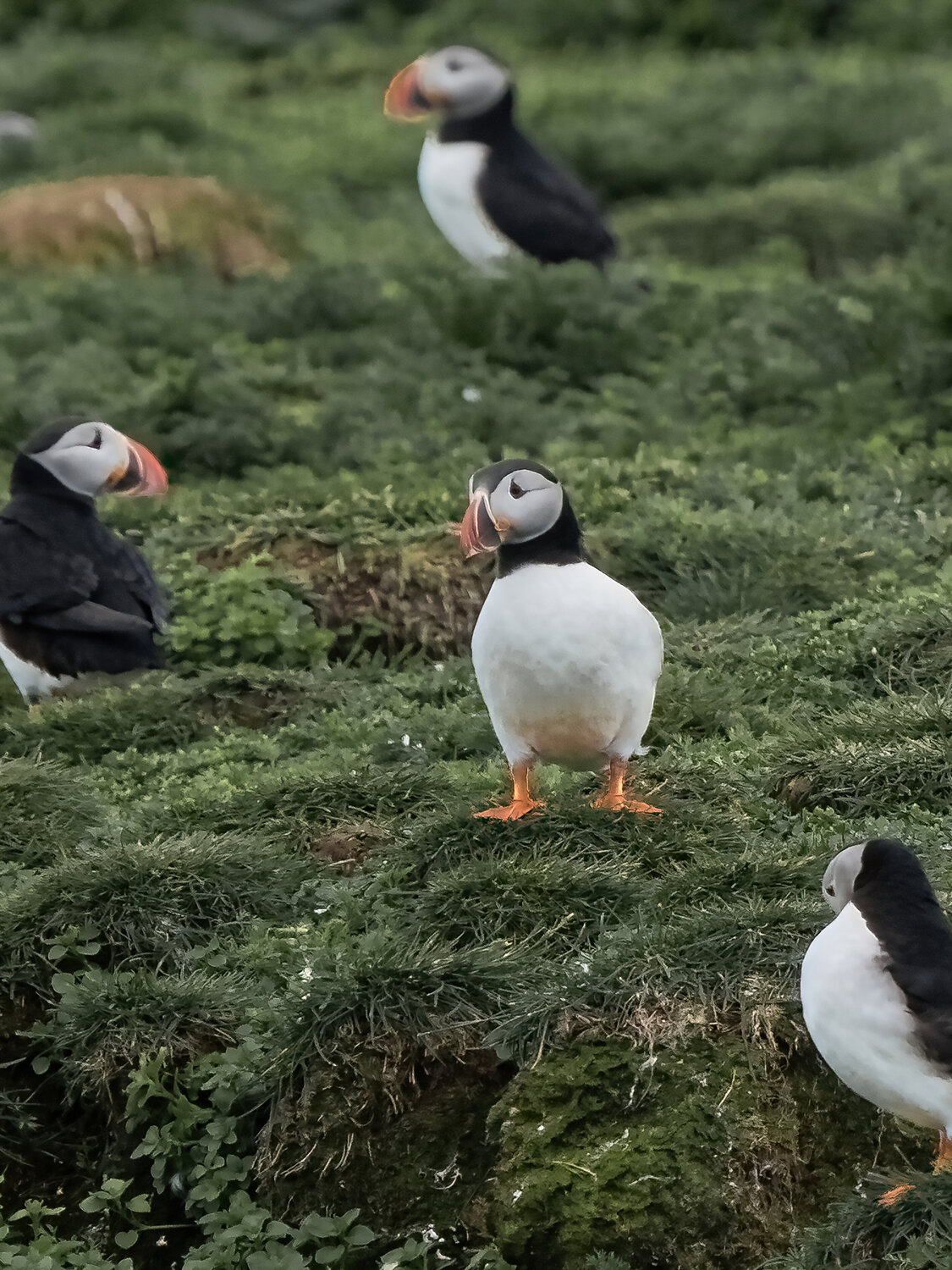 The puffin gaze Fabio Accorrà