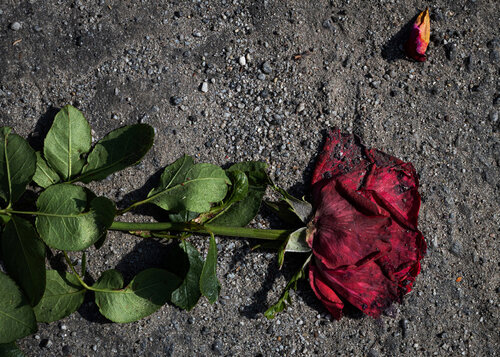 Flowers that didn't survive the war de Olesia Bilyk, Fotografía a la venta en Singulart