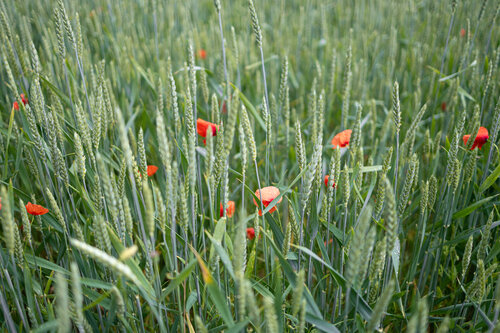 Bread and flame von Olesia Bilyk, Digital kaufen auf Singulart