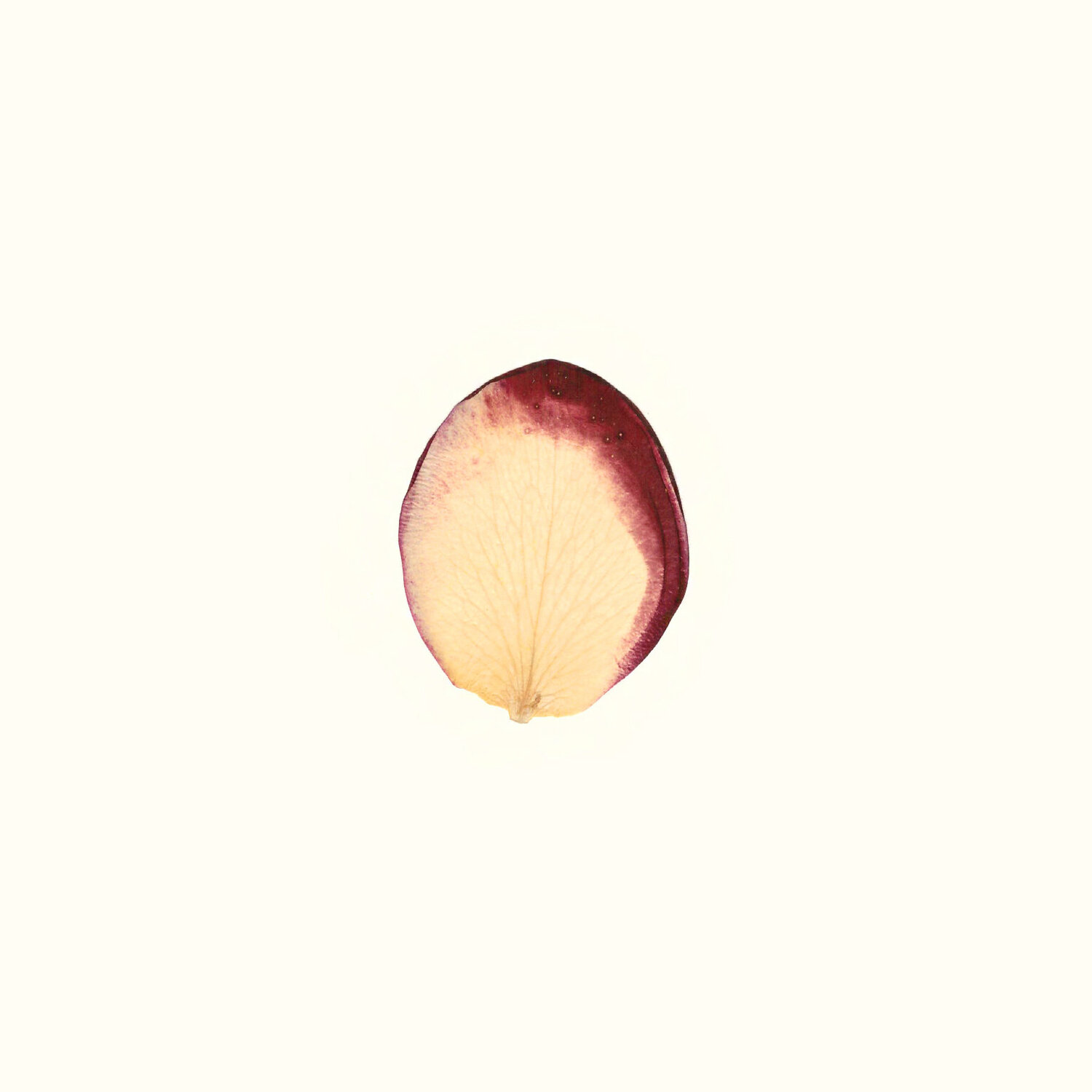 Little Heart Olesia Bilyk