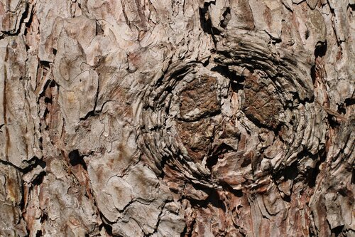 La pelle dell'albero van Alessandro Christian Alfonzo, Fotografie te koop op Singulart