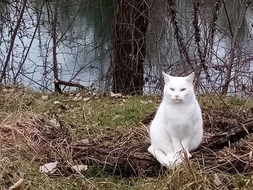 The magical white cat van Alessandro Christian Alfonzo, Fotografie te koop op Singulart