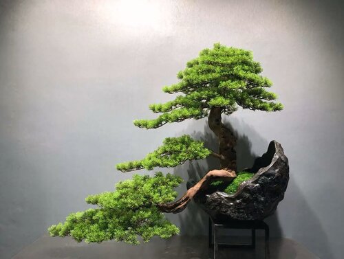 VICKY YAO Fine Art - Exclusive Design Realistic Bonsai Art Preserved Moss in Moon Pot 100x75cmH by VICKY YAO, Sculpture for Sale on Singulart