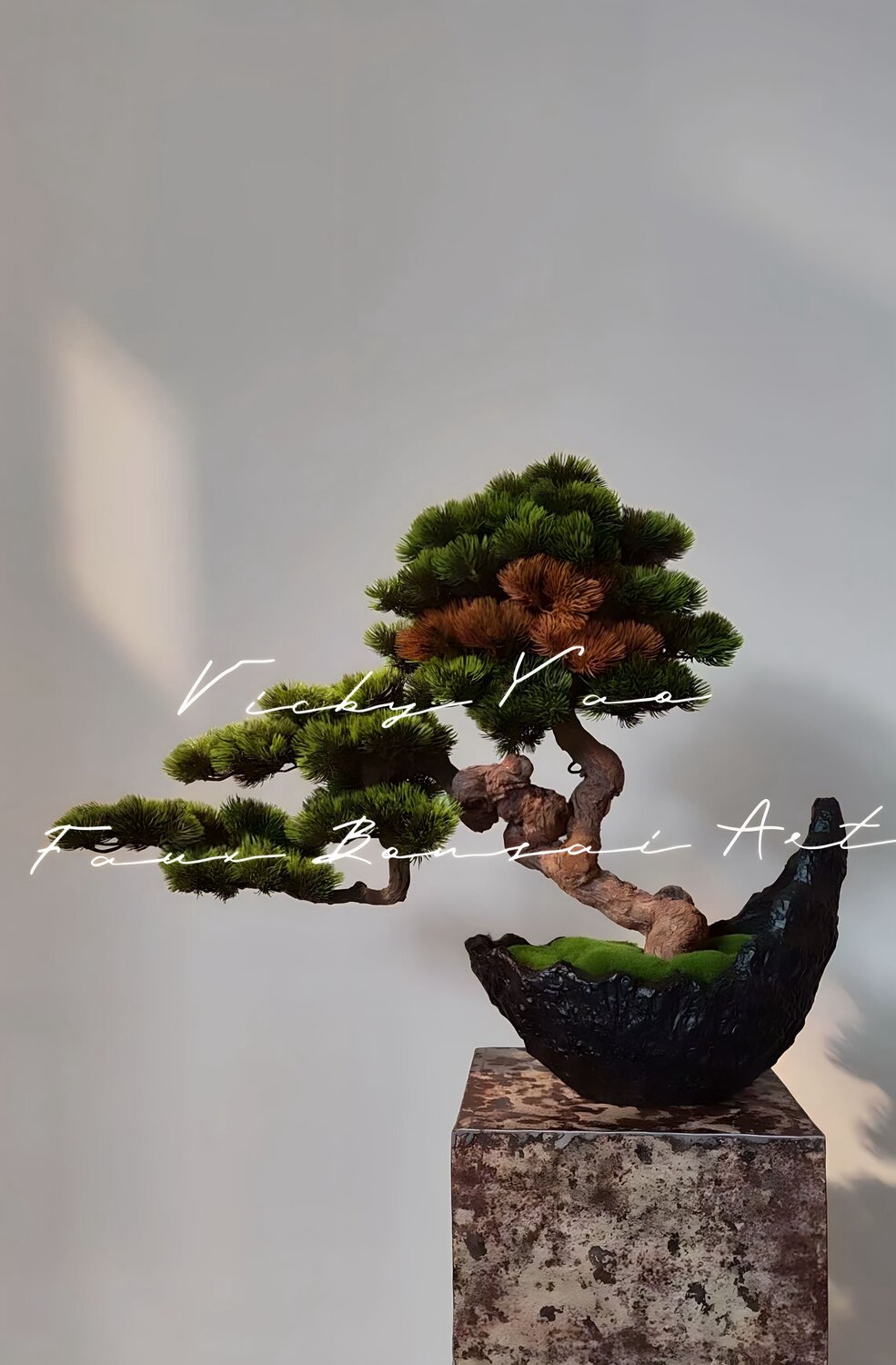 polyscias scutellaria bonsai Aralia Fabian Stump main image 1
