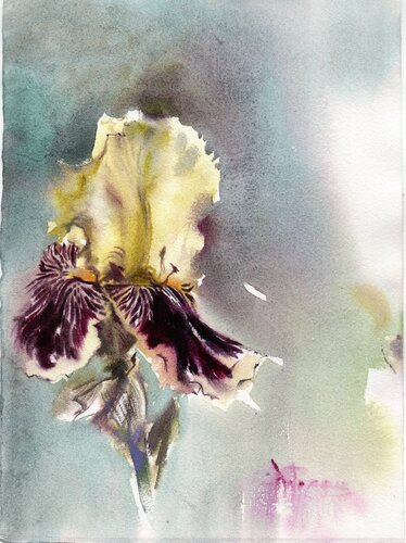 The japanese iris. Watercolor painting. by Alla Prisacar, Painting for Sale on Singulart