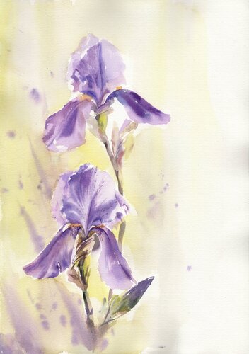 Purple irises on yellow. van Alla Prisacar, Schilderij te koop op Singulart