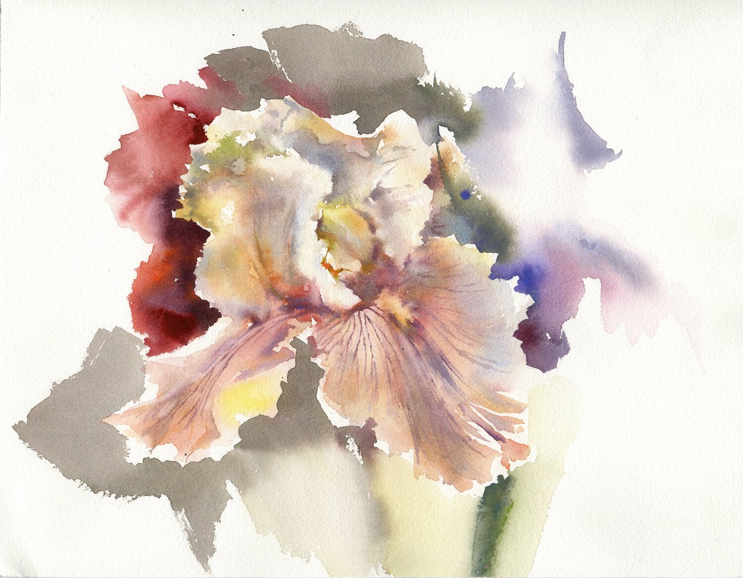 Pink iris in watercolor. Alla Prisacar