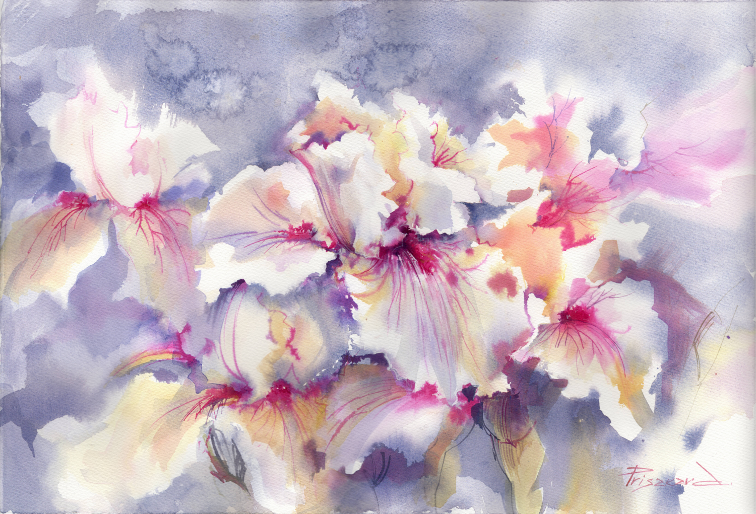 Irises blue and crazy pink. Alla Prisacar