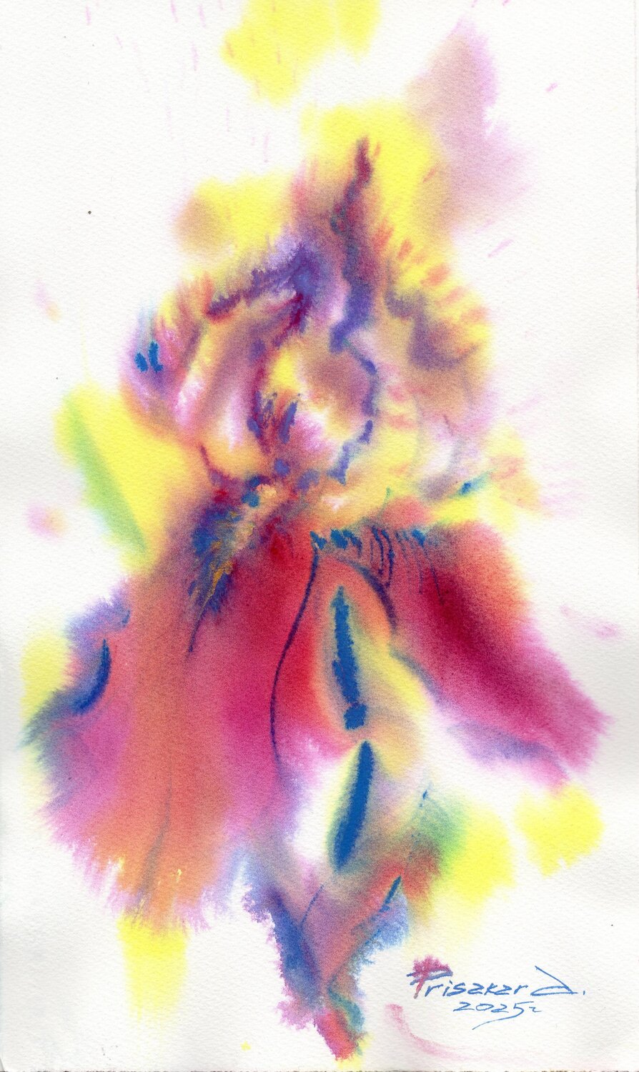 Rainbow iris. Alla Prisacar