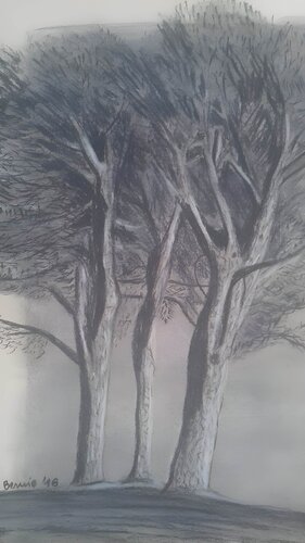 I tre pini par BERNARDO BANDINELLI, Dessin en vente sur Singulart