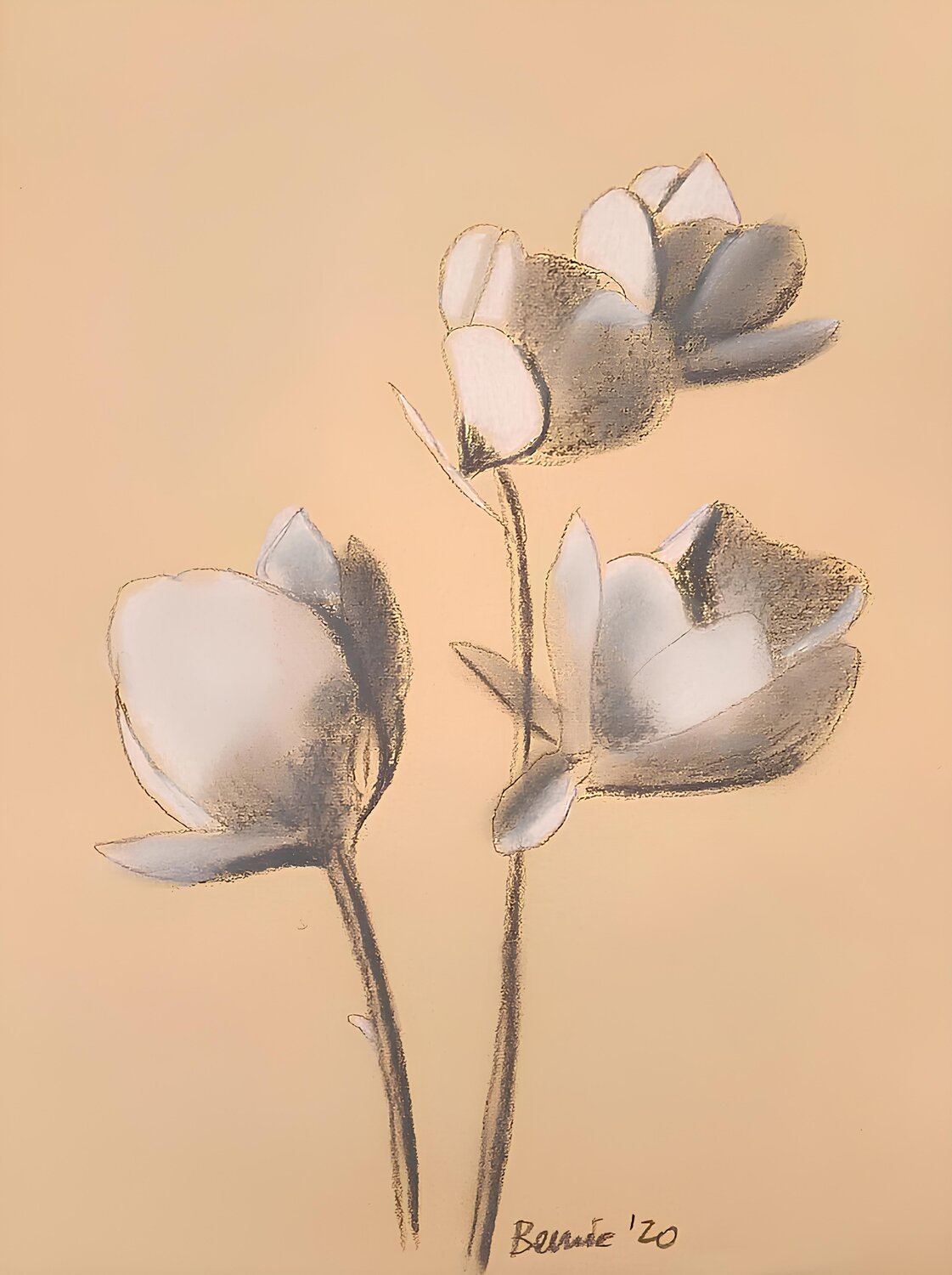 Anemoni BERNARDO BANDINELLI