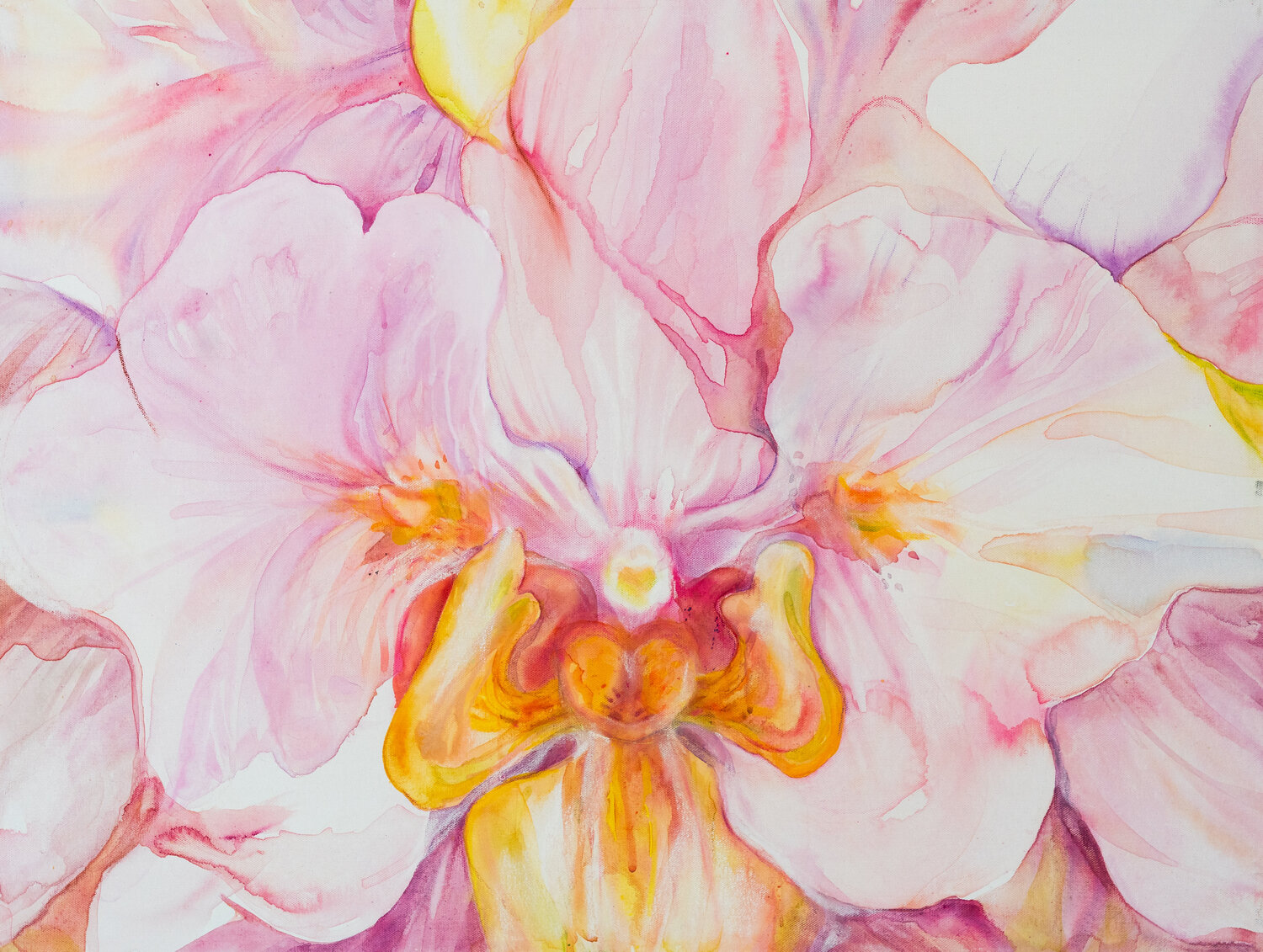Orchid Galina Lorentzen
