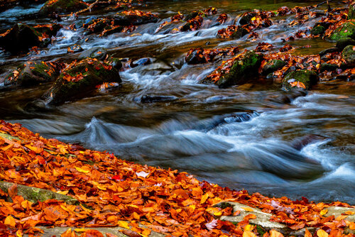 Flowing Waters Cascade Over Smooth Stones Surrounded by Vibrant Autumn Foliage von Karlton McIver, Fotografie kaufen auf Singulart