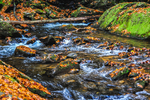Tranquil Stream Surrounded by Vibrant Autumn Leaves Flowing Through a Serene Forest Landscape von Karlton McIver, Fotografie kaufen auf Singulart