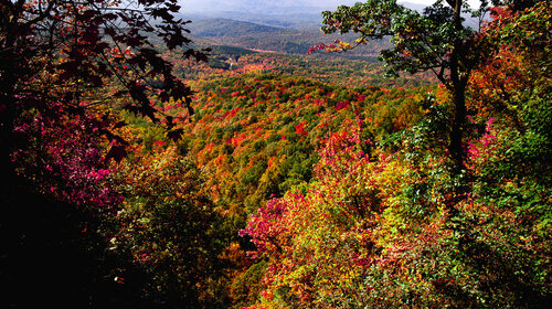 Vibrant Autumn Foliage Dances Above a Serene River in a Lush Canyon During Golden Hour von Karlton McIver, Fotografie kaufen auf Singulart