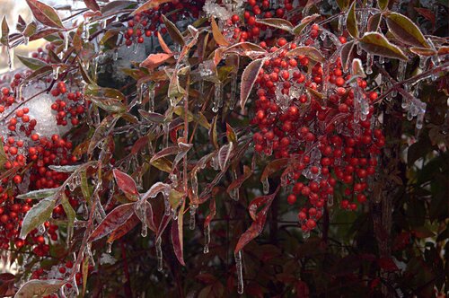 Vibrant Red Berries Glisten With Frozen Frost on a Chilly Winter Morning di Karlton McIver, Fotografia in vendita su Singulart