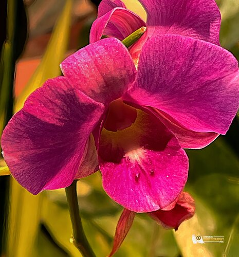 "Petals of Grace: A Burst of Pink" di Karlton McIver, Fotografia in vendita su Singulart