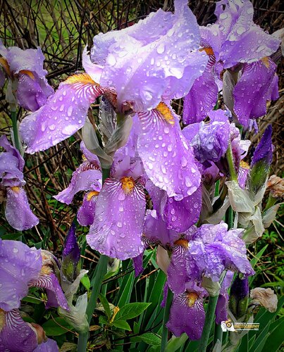 "Whispers of Spring: Purple Irises Adorned with Morning Raindrops" di Karlton McIver, Fotografia in vendita su Singulart