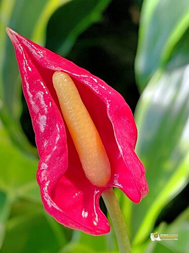 "A Crimson Statement" di Karlton McIver, Fotografia in vendita su Singulart