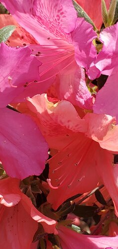 Ephemeral Radiance: Azaleas in Spring Light di Karlton McIver, Fotografia in vendita su Singulart