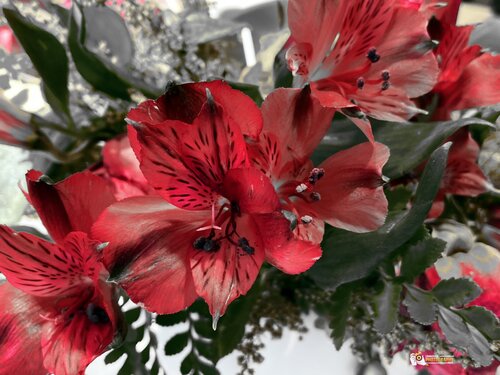 Scarlet Soliloquy by Karlton McIver, Photography for Sale on Singulart