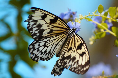 The Ephemeral Elegance Delicate Butterfly Resting on Vibrant Flowers van Karlton McIver, Fotografie te koop op Singulart