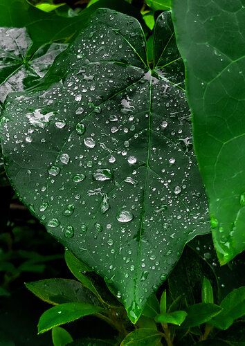 Aqueous Leafscape. di Karlton McIver, Fotografia in vendita su Singulart