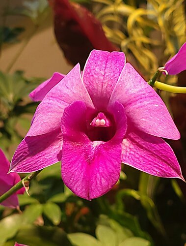 Nature's Pink Jewel" di Karlton McIver, Fotografia in vendita su Singulart