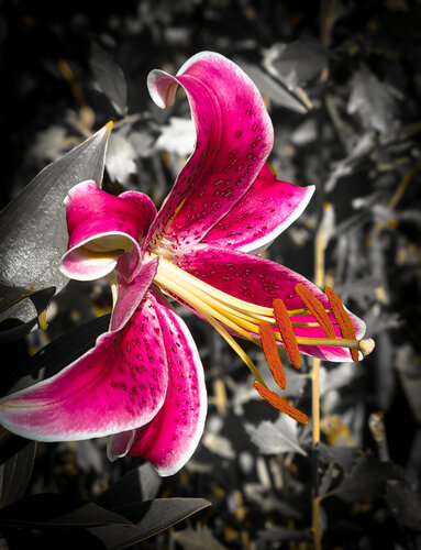 Stargazer's Vibrant Dance von Karlton McIver, Fotografie kaufen auf Singulart