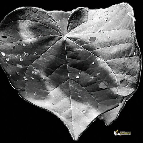 Botanical Abstraction in Silver Tones Karlton McIver