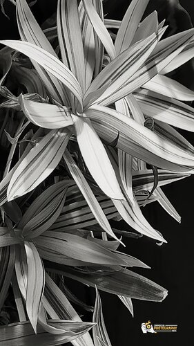 Monochrome Tropical Leaves van Karlton McIver, Fotografie te koop op Singulart
