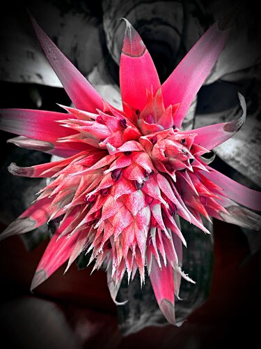 "Bromeliad Noir" van Karlton McIver, Fotografie te koop op Singulart