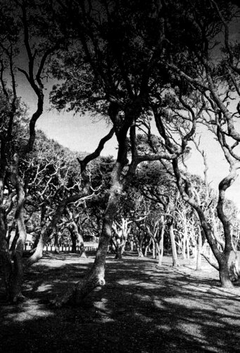 Gnarled Choreography de Karlton McIver, Fotografía a la venta en Singulart