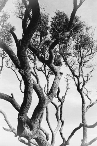 The Weight of Light par Karlton McIver, Photographie en vente sur Singulart