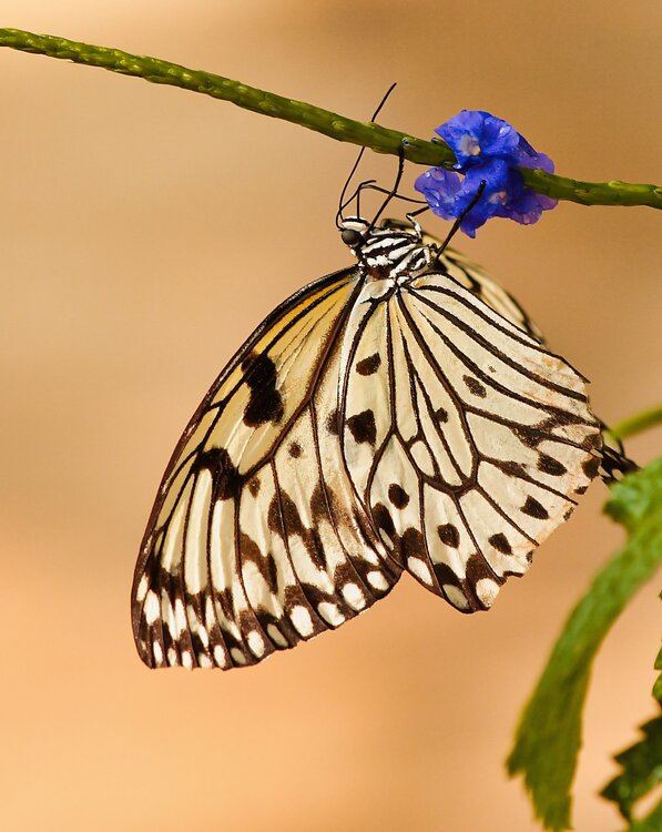 Monarch’s Repose Karlton McIver