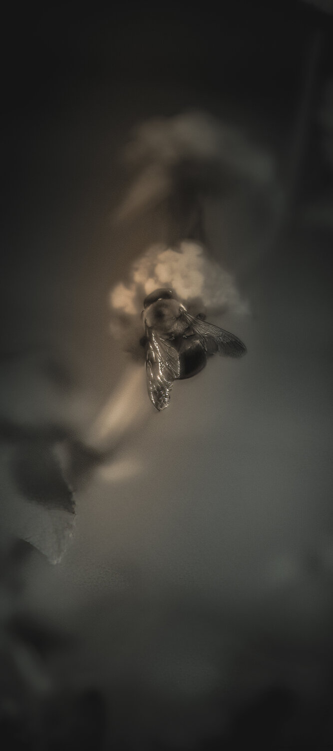 Luminous Pause Karlton McIver