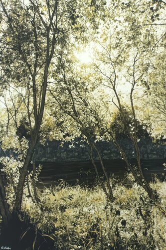 Green Ochre I di Charlotte Eder, Fotografia in vendita su Singulart