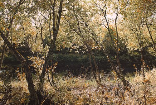 Power in leaves di Charlotte Eder, Fotografia in vendita su Singulart