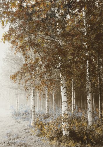 Björkar Autumn light (Landscape) Art Quality Poster von Charlotte Eder, Druck kaufen auf Singulart