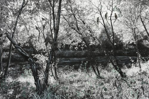 Faith in Birds (Landscape) Art Quality Poster di Charlotte Eder, Stampa in vendita su Singulart