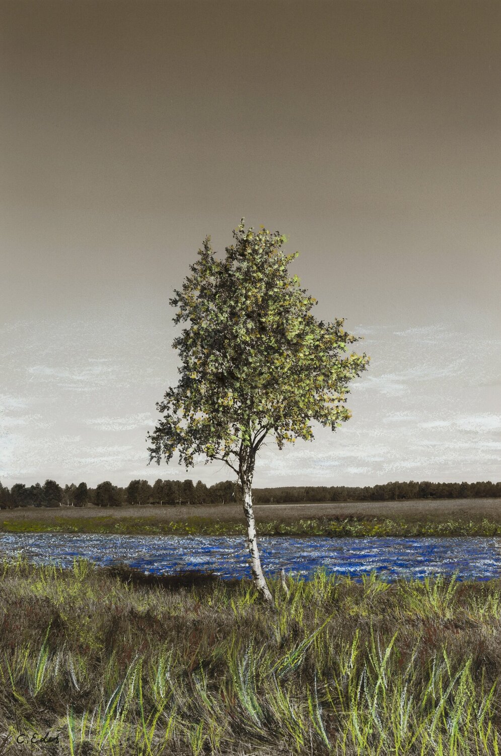 Birchy (Landscape) Art Quality Poster Charlotte Eder