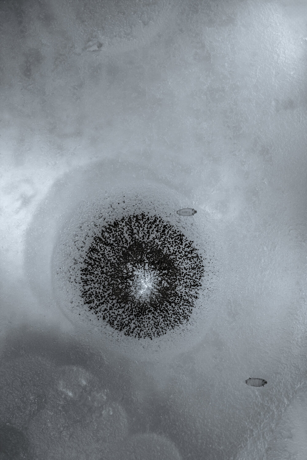 "Microverse Study" - Untitled Microbe 1 Gary Moss