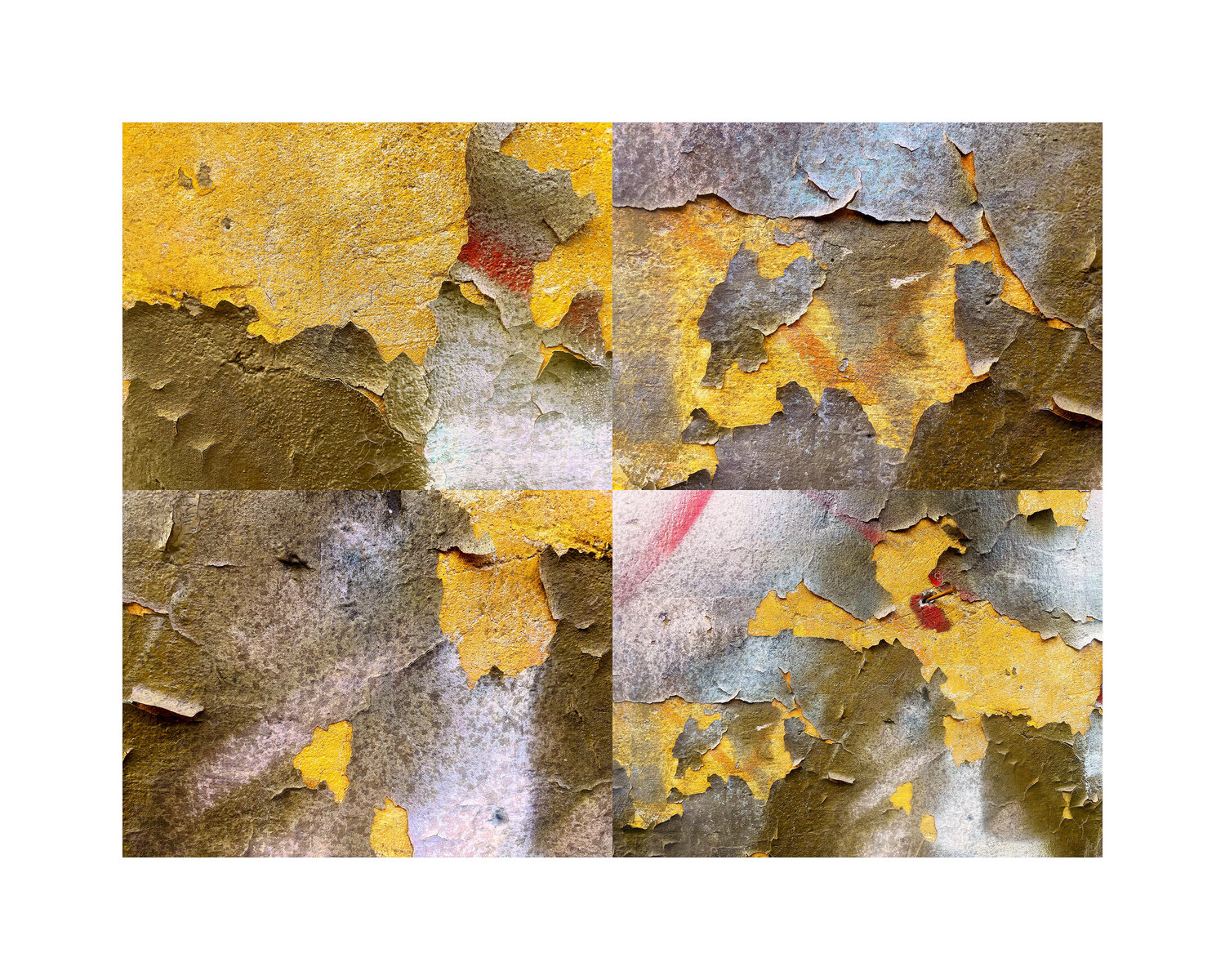 Roma (una deliziosa cipolla) R. Scott MacLeay