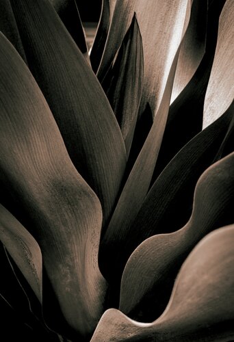 Tropic Flames di Brandon LeValley, Fotografia in vendita su Singulart