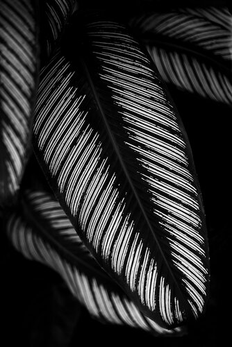 White Lines di Brandon LeValley, Fotografia in vendita su Singulart