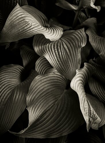Hosta Magic van Brandon LeValley, Fotografie te koop op Singulart