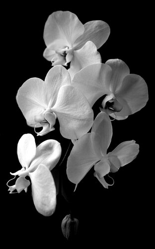 Phalaenopsis Cascade van Brandon LeValley, Fotografie te koop op Singulart