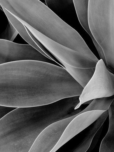 Agave Lines di Brandon LeValley, Fotografia in vendita su Singulart